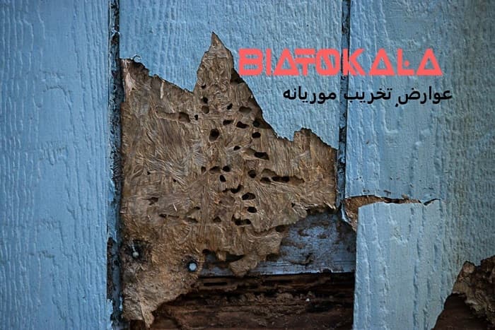 ریشه کنی موریانه و کلنی موریانه 